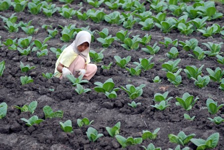 Penelitian Fitra : Masyarakat Dorong Pemerintah Implementasi Anggaran Gender