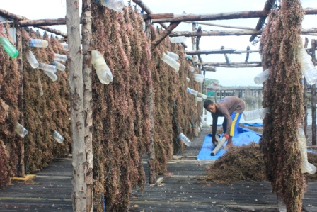 Curah Hujan Tinggi, Rumput Laut Berpotensi Rusak