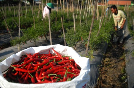 Kemendag: Harga Anjlok Karena Cabe Melimpah