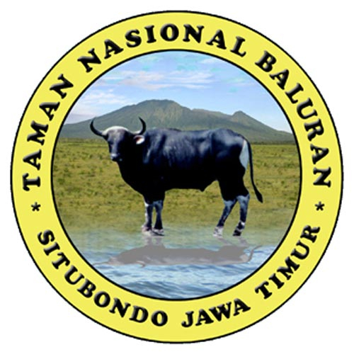 Anak Banteng Hasil Proses Semialami Lahir di Taman Nasional Baluran