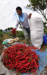 APPSI: Harga Cabai Pada Titik Terendah