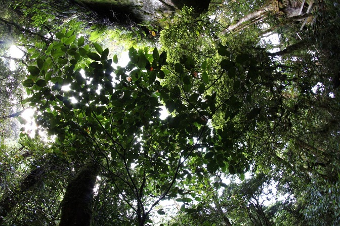 Rumitnya Pengelolaan Hutan di Kaltim