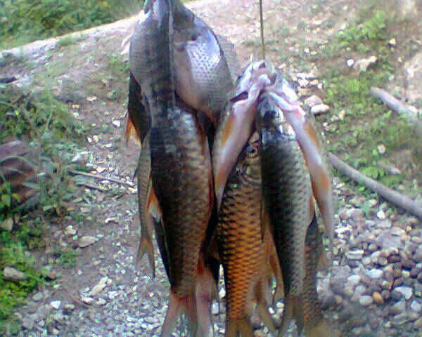 Tambang Tradisional Matikan Ribuan Ikan di Aceh