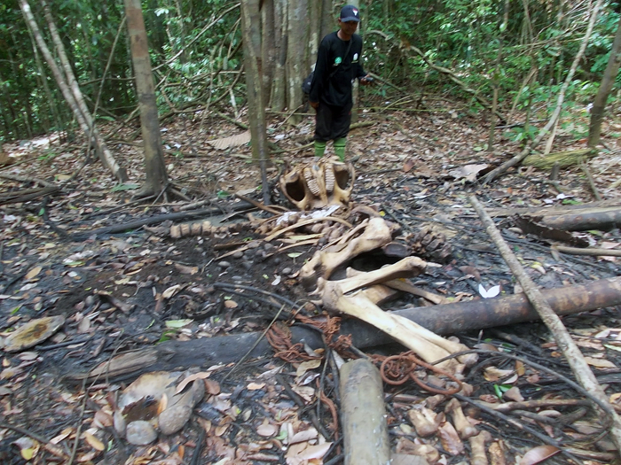 Leuser Krisis, Harimau dan Gajah Sumatera Terus Diburu