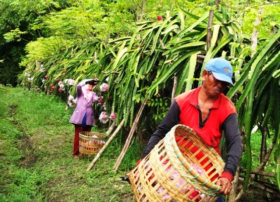 Dengan Buah Lokal, Banyuwangi Bersiap Hadapi Masyarakat Ekonomi ASEAN
