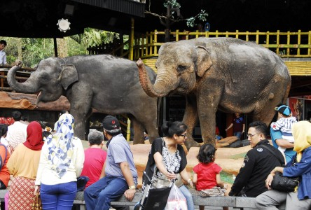 Selamat Hari Gajah Internasional