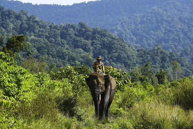Akibat Kebun Sawit, Konflik Gajah vs Manusia Kembali Terjadi
