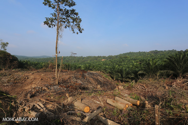 Gara-gara Sawit Sungai Jadi Kering
