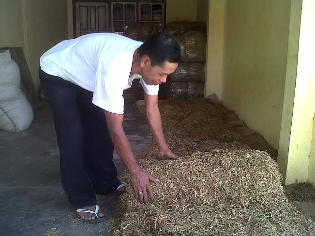 Petani Tembakau di Bondowoso Percepat Panen Karena Angin Kencang