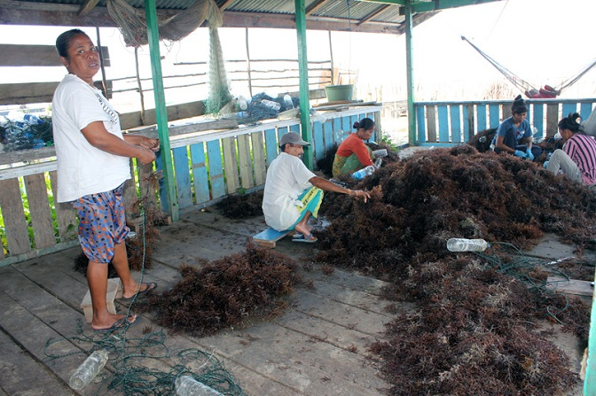 Ranjau Peninggalan Perang Dunia II Acam Petani Rumput Laut