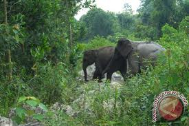 Konflik Gajah dan Masyarakat, Pemerintah Nunukan Sulit Lakukan Konservasi