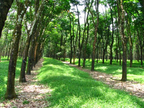 Petani Karet Tolak Penaikan Pajak PPN