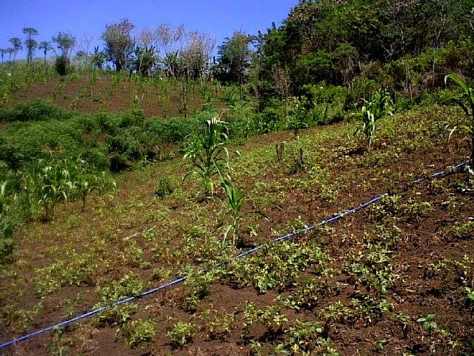 Hama Bikin Pusing Petani Kentang di Ende