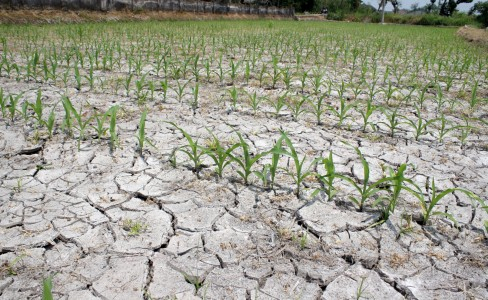 Petani Di NTT Diminta Tanam Tanaman Tahan Panas