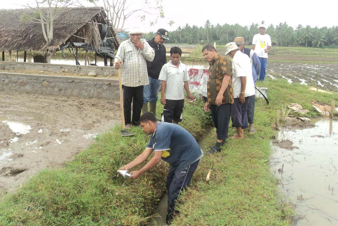 4 Ribu Hektar Sawah di Aceh Utara Digasak Hama Tikus