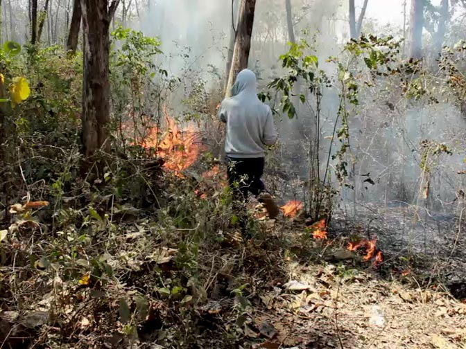 Hutan Jati di Jombang Terbakar