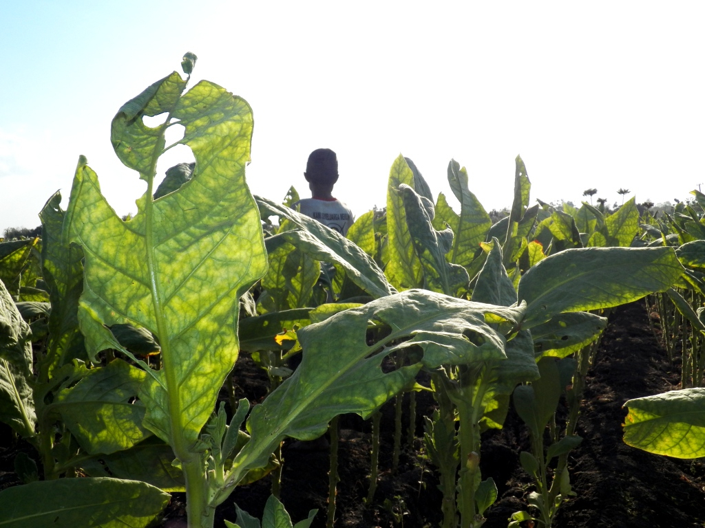 Ulat Menyerang Kebun Tembakau di Jombang