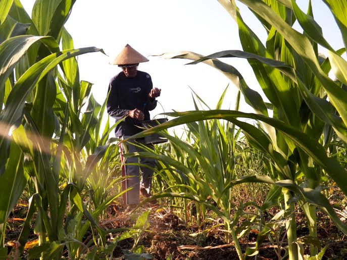 Waduk Mengering, Tanaman Jagung di Jombang Layu