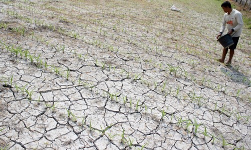 Kemarau, Petani Jeruk di Banyuwangi Kesulitan Air
