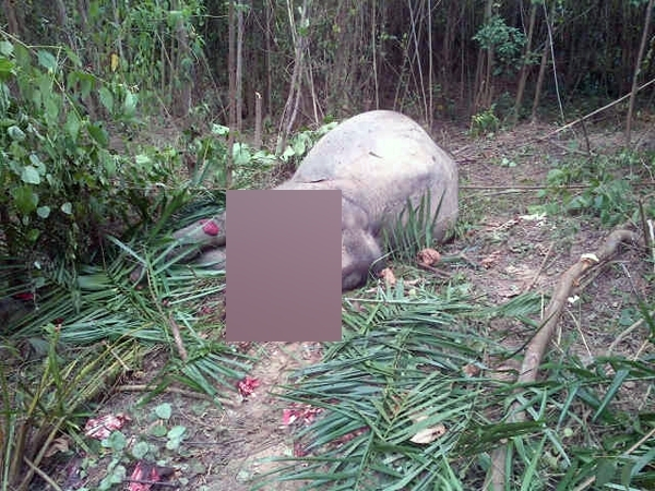 Lagi, Gajah Mati Tanpa Gading di Aceh