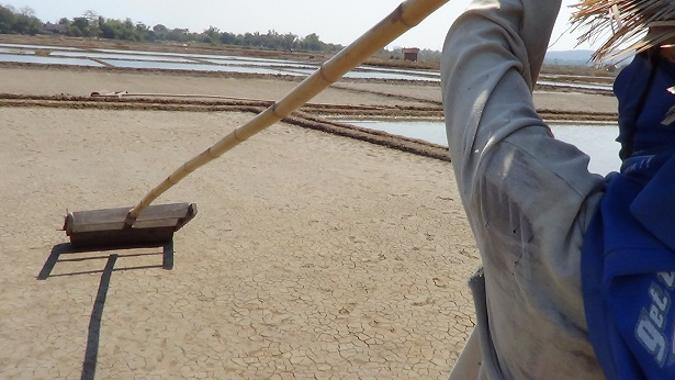 Kekeringan, Sawah Dialihfungsikan Jadi Tambak