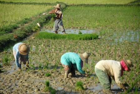 Antisipasi Rawan Pangan, BKP2 NTT Siapkan 80 Ton Beras