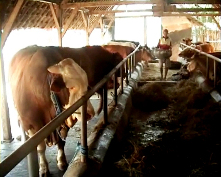 Jelang Idul Adha, Harga Sapi di Jombang Melonjak