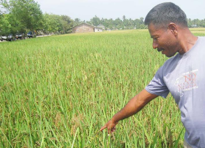 Hama Kupu-Kupu Ancam Panen Padi di Lhokseumawe