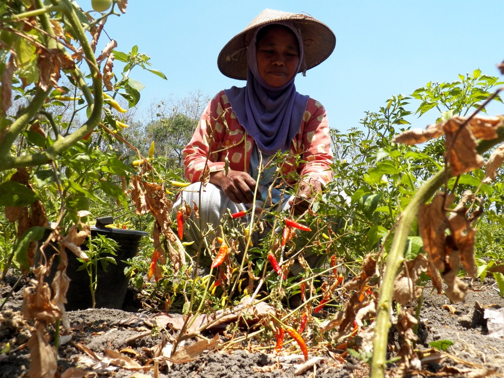 Harga Cabai di Jombang Anjlok, Petani Rugi
