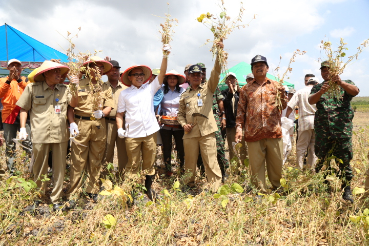 Produktivitas Kedelai Banyuwangi Lampaui Target Nasional