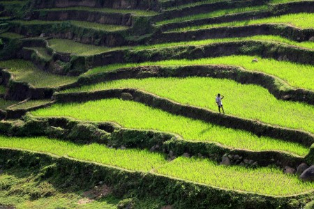 Kadis Pertanian Sering Ditekan Pemda Soal Alih Lahan