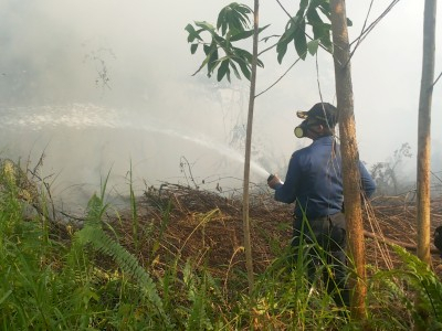 BPBD Kalteng Klaim Telah Atasi Kebakaran Lahan