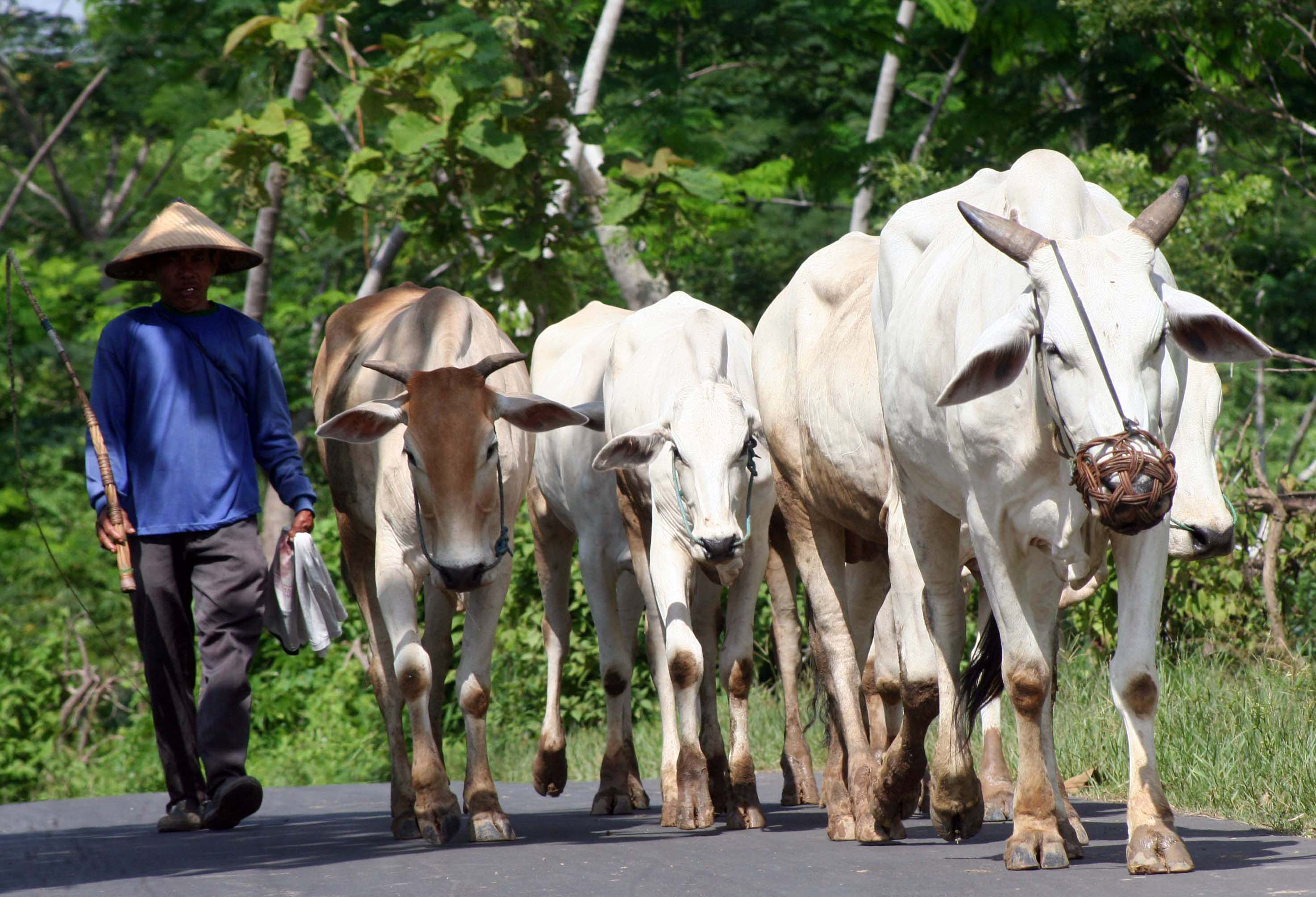 Sapi Luar Daerah Bikin Kesal Peternak Balikpapan