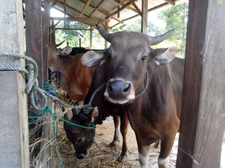 Kenaikan Harga Daging Dongkrak Harga Hewan Kurban