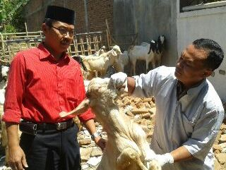 Sebagian Hewan Kurban di Banyuwangi Sakit Mata dan Kulit