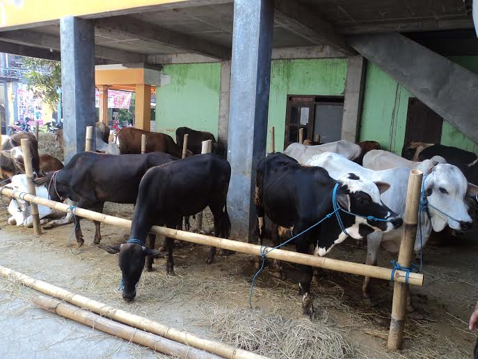 Walau Harga Naik Rp 2 Jutaan, Sapi Kurban Laris Manis