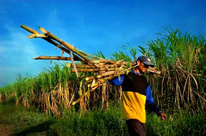 Musim Panen, Petani Tebu Malang Justru Merugi