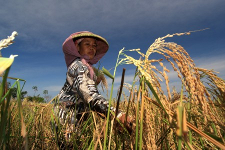 Hawa Wereng Serang Sawah di Jawa