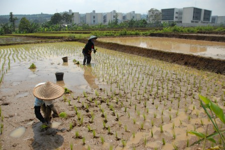 Tanggul Jebol, 444,5 Hektar Tanaman Pangan Rusak Parah di Sumut