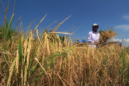 Petani Gagal Pasok Beras Premium Nasional