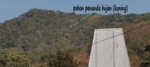 Ada Pohon Penanda Hujan di Desa Ramuk