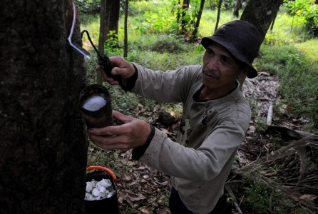 Harga Jual Anjlok, Petani Karet Utang ke Tengkulak