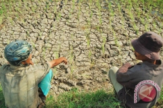 Demi Air, Petani Indramayu Sogok Petugas Bendungan Rp 2 Juta/jam