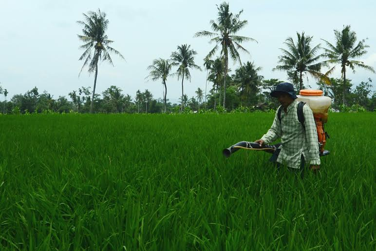 Berbagai Hama Serang Lahan Pertanian di Bondowoso