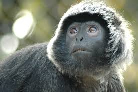 Lutung Asal Inggris Dilepas ke Hutan Lindung Batu