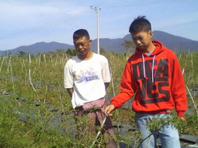 Petani Cabai: Semoga Tuhan Cepat Menurunkan Hujan