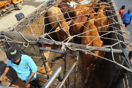 NTT Sodorkan Sapi di Pertemuan Bisnis Tiga Negara