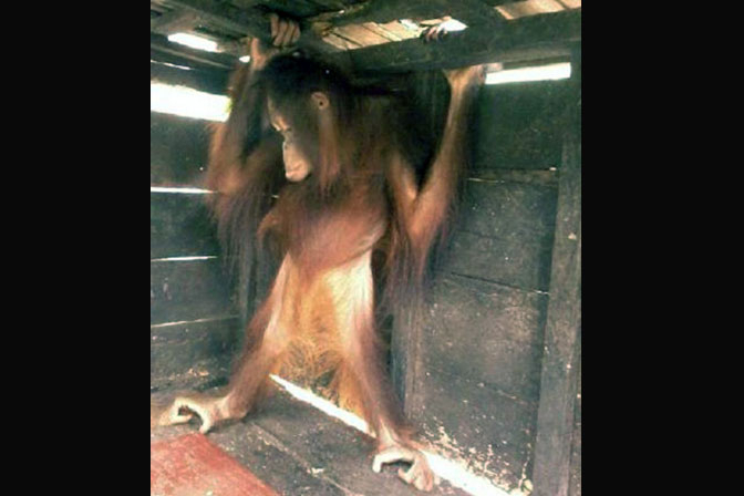 Dua Orangutan Berhasil Diselamatkan di Ketapang