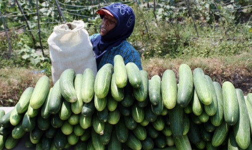 BBM Naik, Harga Kebutuhan Pokok Bisa Melonjak Sampai 100 Persen