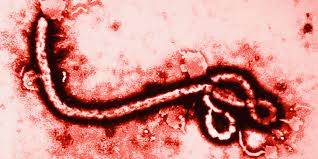 Kemenkes Pantau WNI di Negara Terjangkit Ebola